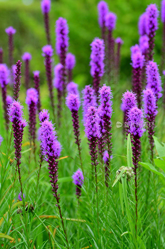 Liatris pycnostachya /炽星